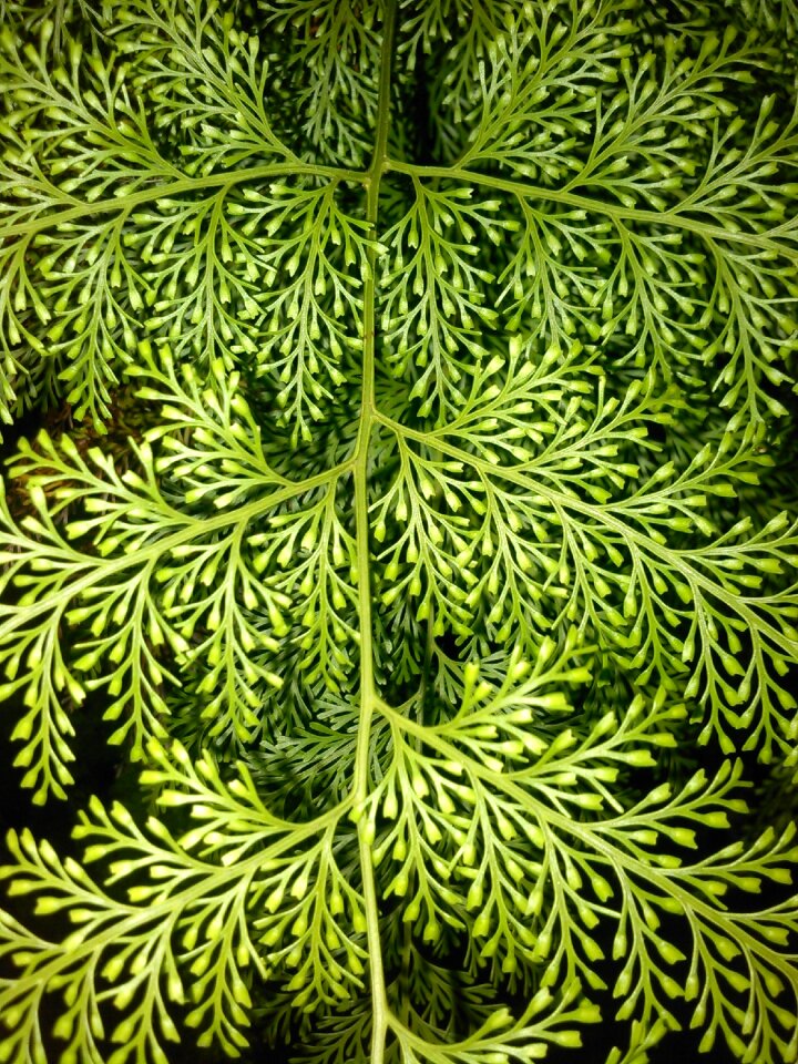 Green pinetree nature