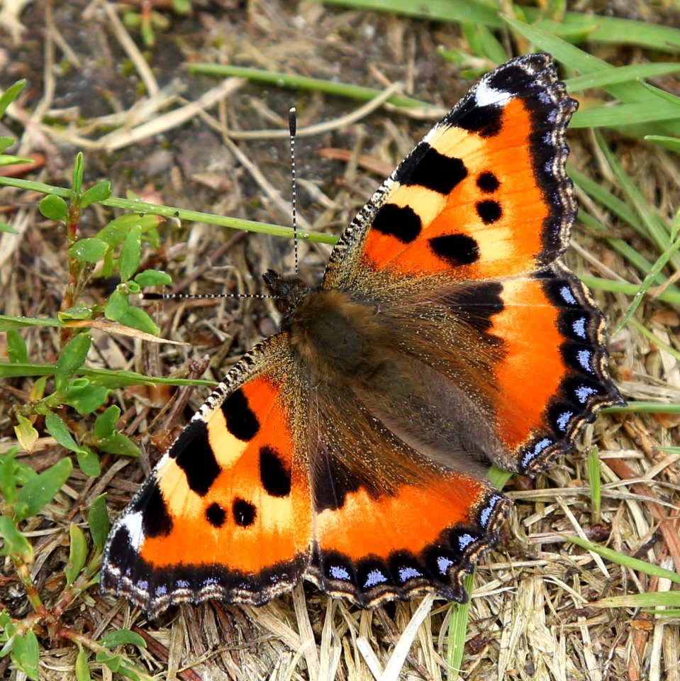 Aglais urticae Oulu 20170525