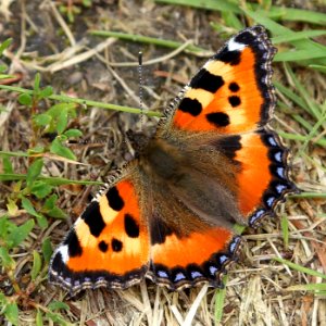 Aglais urticae Oulu 20170525