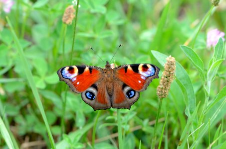 Aglais io adult