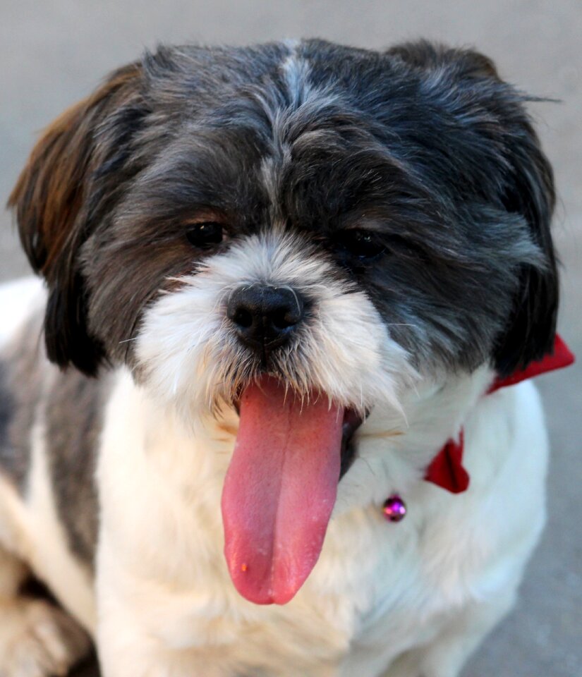 Pet white black