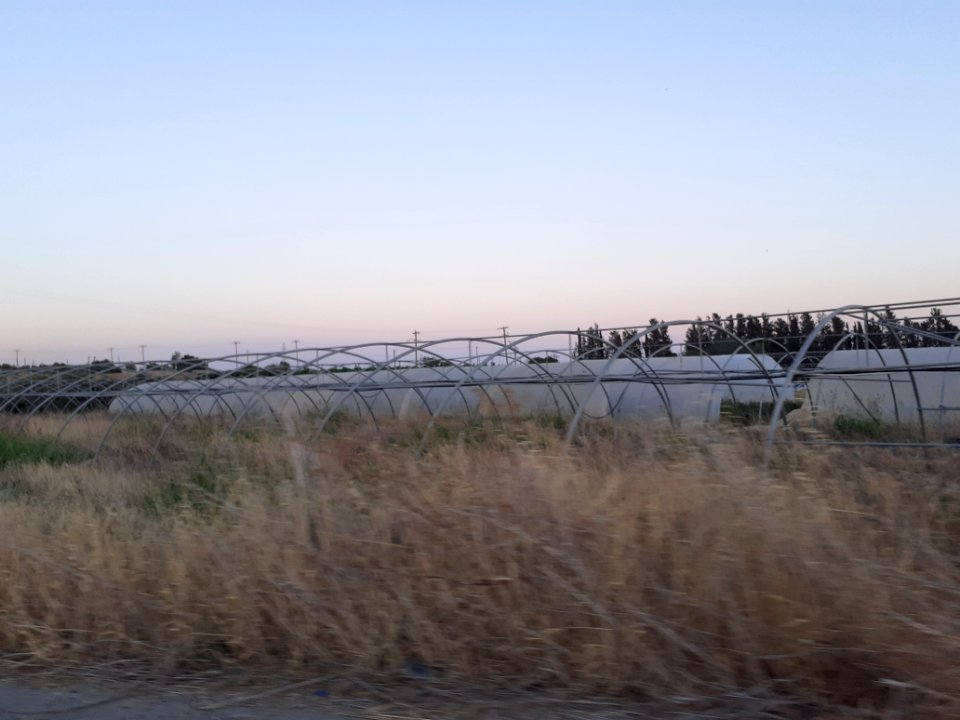 Agriculture in Ypsonas village Limassol Cyprus at sunset 8