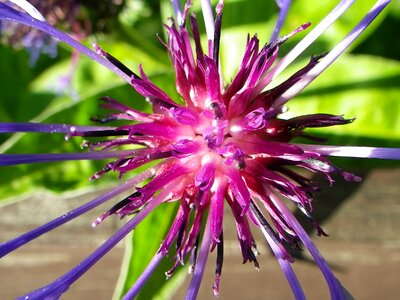 Flower nature violet