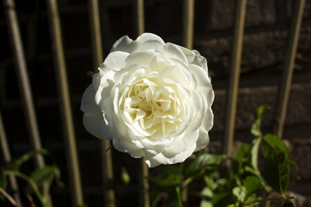 White garden rose rose blooms