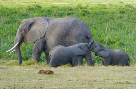 Kenya elephant amboseli