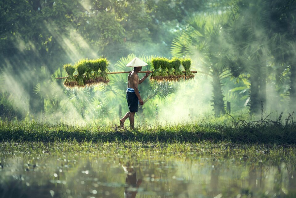 Grain cultivate cultivating