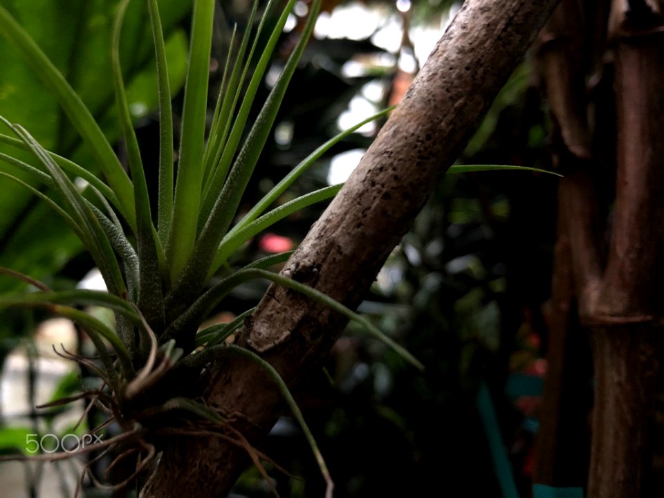 Air Plants Garden (260558097)