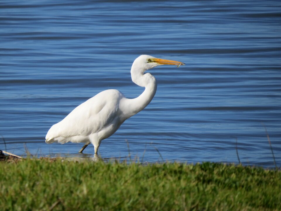 Goolwa south australia white