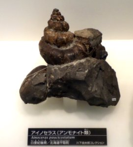 Ainoceras paucicostatum - National Museum of Nature and Science, Tokyo - DSC06976