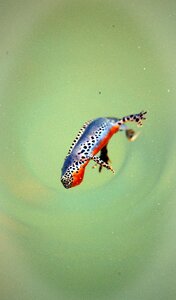 European salamander water
