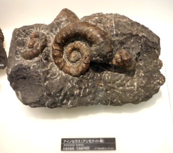 Ainoceras kamuy - National Museum of Nature and Science, Tokyo - DSC06974