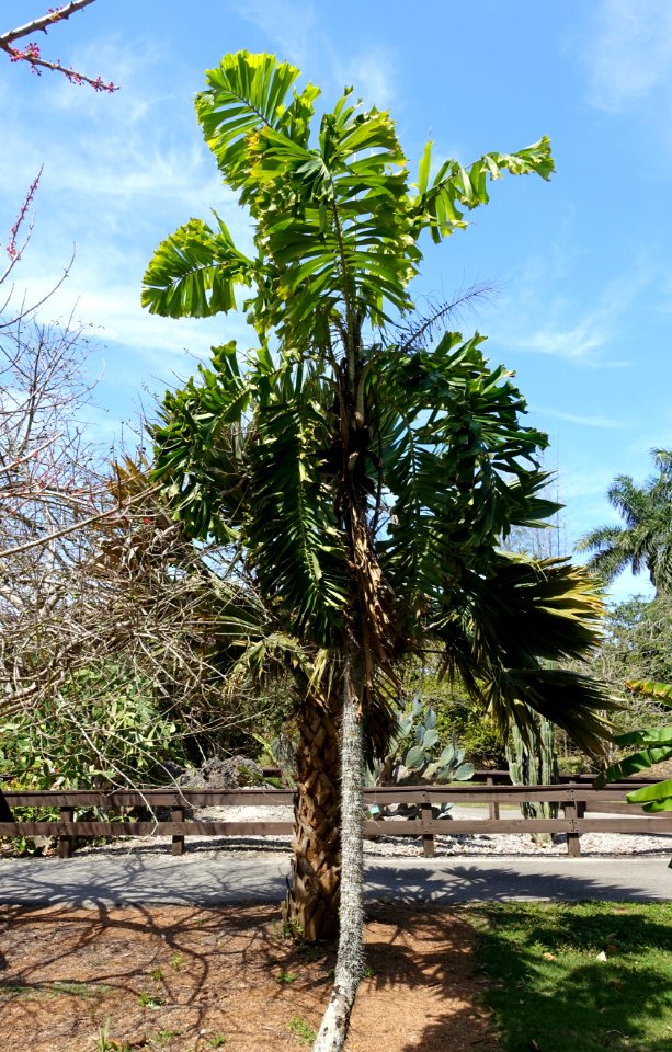 Aiphanes minima (Aiphanes erosa) - Fruit and Spice Park - Homestead, Florida - DSC08942