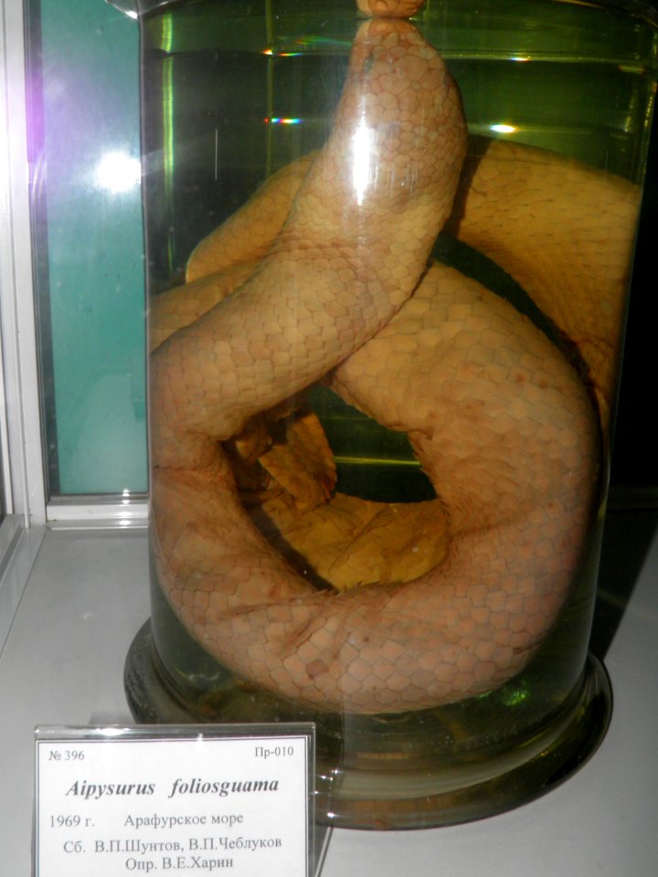 Aipysurus foliosquama
