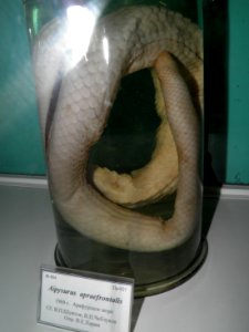 Aipysurus apraefrontalis