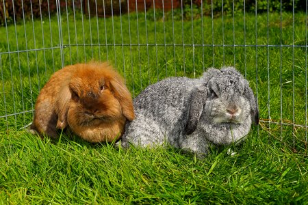 Dwarf rabbit cute rodent photo