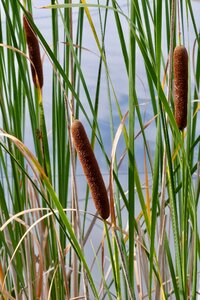 Reedbeds on the water plant
