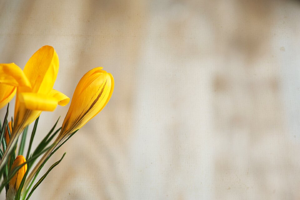 Yellow spring flower yellow flower