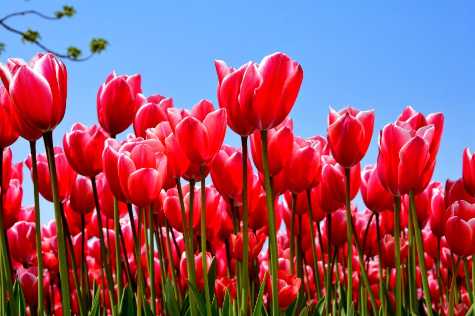 Plant nature flower