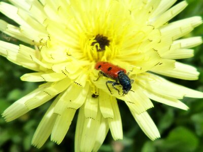 Beetle meloideo yellow flower detail