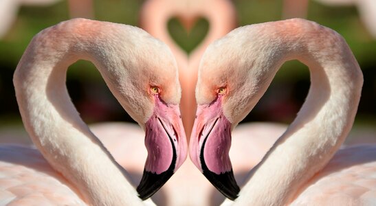 Love birds tropical nature