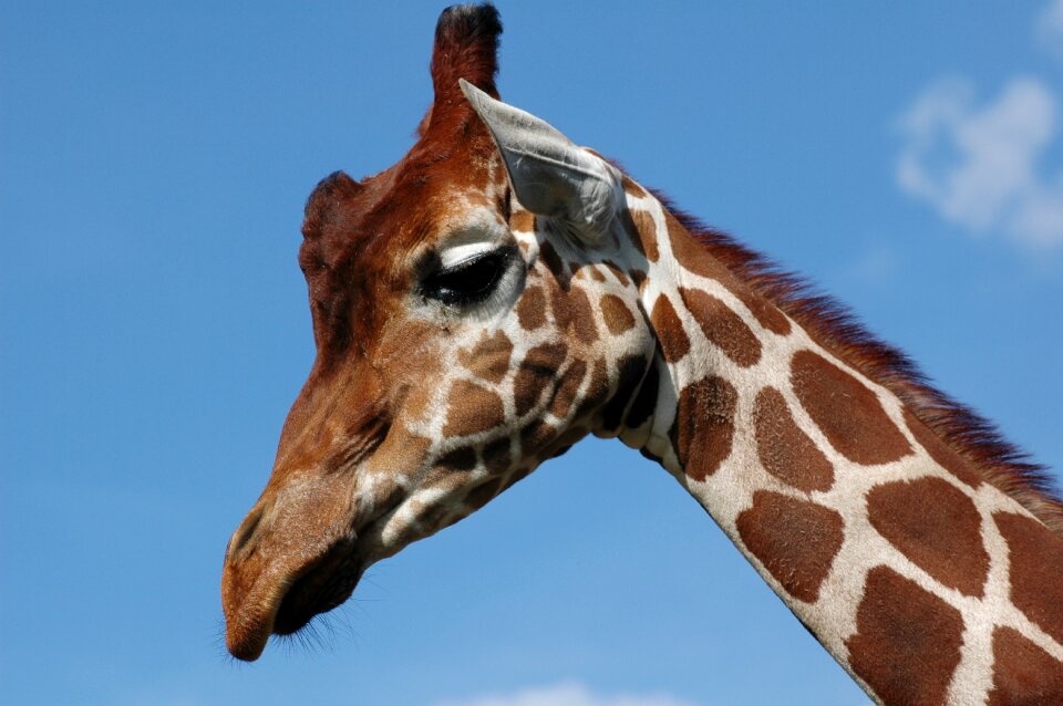 Giraffe whipsnade zoo blue sky