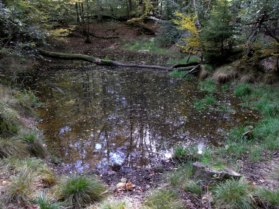 Aitzenbach von oberer Waldteich 2