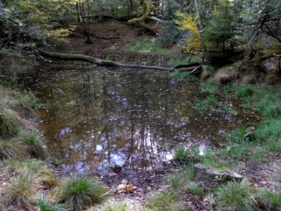 Aitzenbach von oberer Waldteich 2