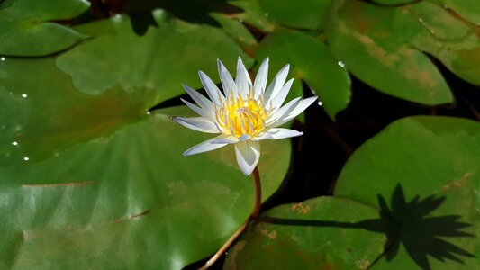 Clear the net nature plant