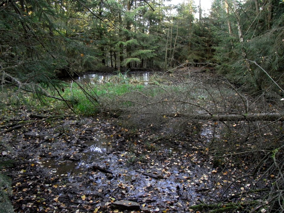 Aitzenbach Neben von höchster Quelle Teich