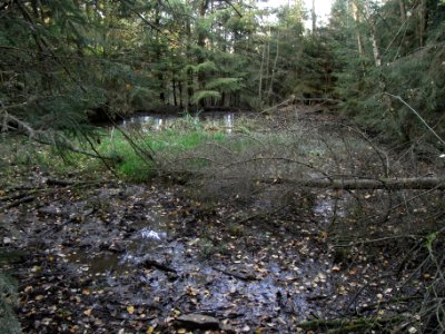 Aitzenbach Neben von höchster Quelle Teich