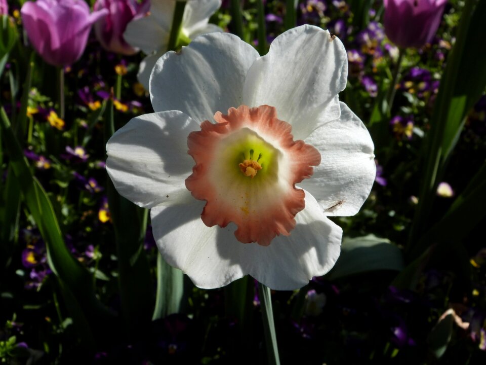 Flower gardening white