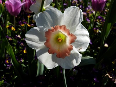 Flower gardening white photo