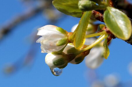 Bud branches spring photo