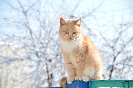 Red-headed cat pet stomach