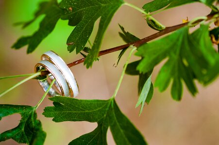 Leaves jewellery wedding rings photo