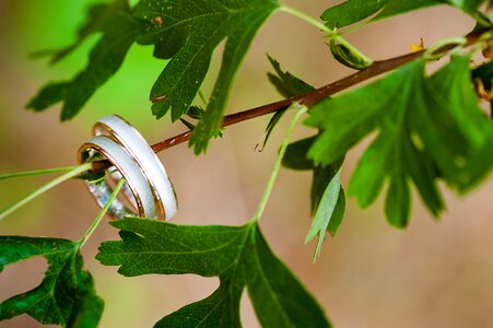 Leaves jewellery wedding rings