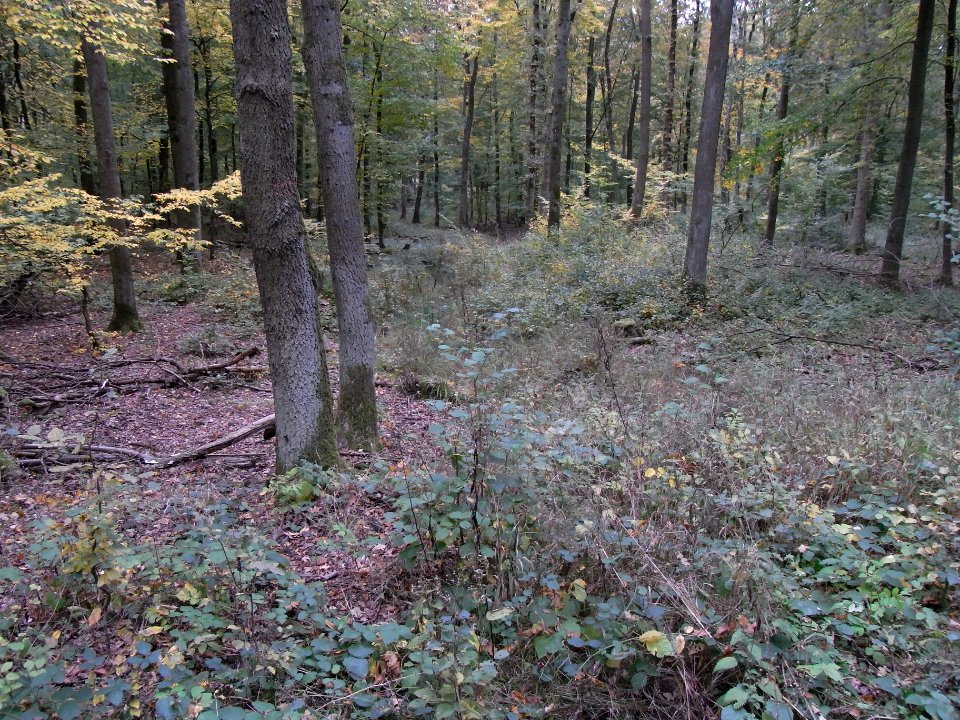 Aitzenbach Graben vor Dammweg