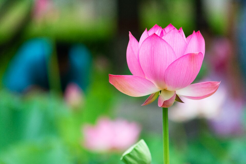 Lotus flower pink