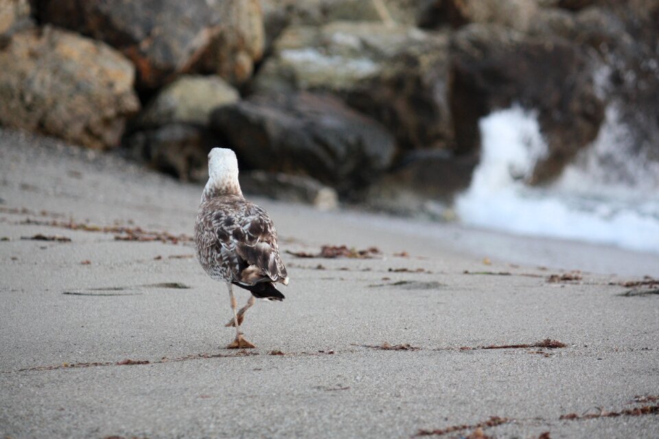 Seagull bird the coast