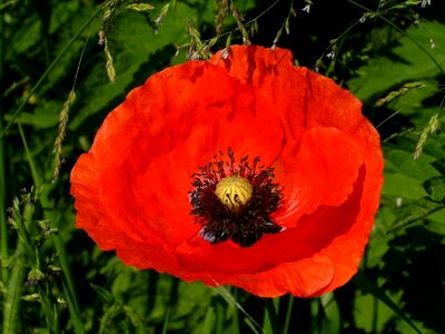 Red red poppy klatschmohn photo