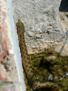 Snake raft stalking