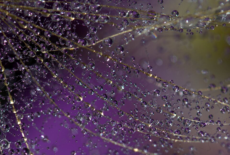 Water plant wet