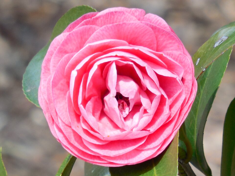 Garden petal plant