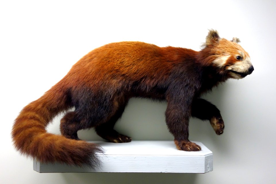 Ailurus fulgens - Museo Civico di Storia Naturale Giacomo Doria - Genoa, Italy - DSC02587