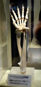 Ailuropoda melanoleuca, skeleton arm - National Museum of Nature and Science, Tokyo - DSC07463