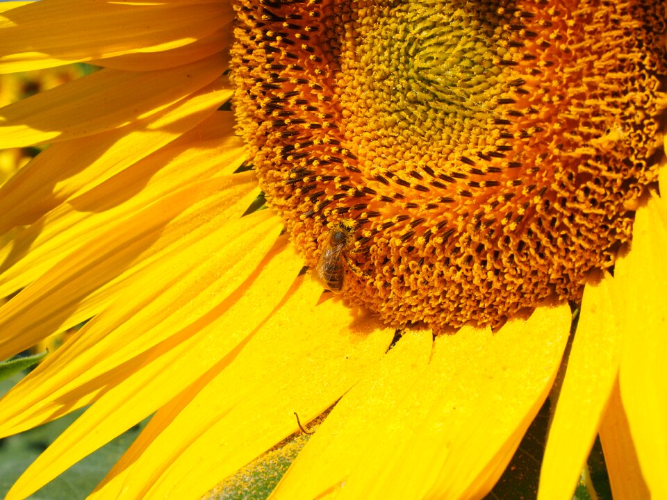Sunflower blossom bloom
