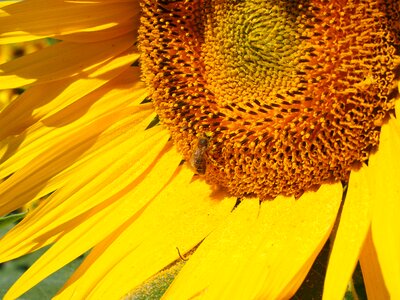 Sunflower blossom bloom