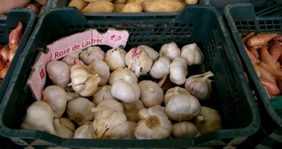 Ail rose de Lautrec au marché