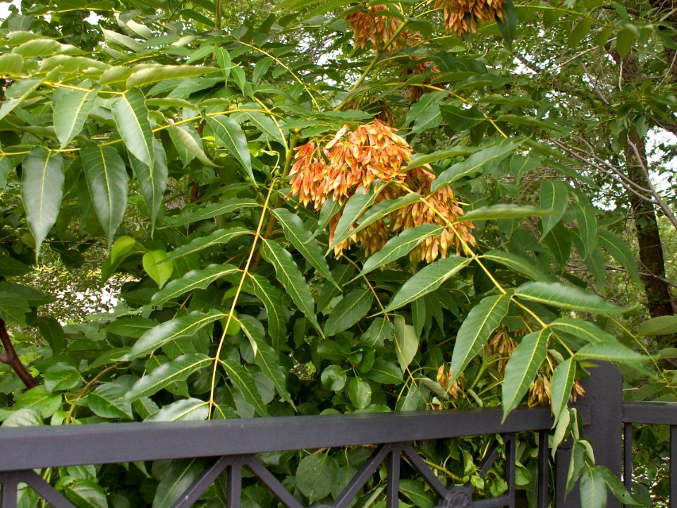 Ailanthus altissima, 2015-06-28, Three Rivers Heritage Trail, 02