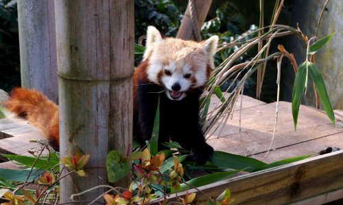 Ailurus fulgens eating